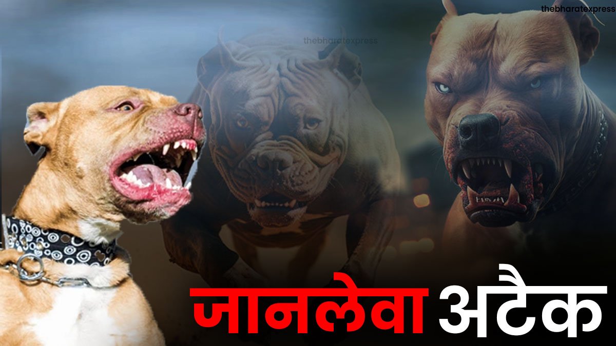 Pitbull attack latest