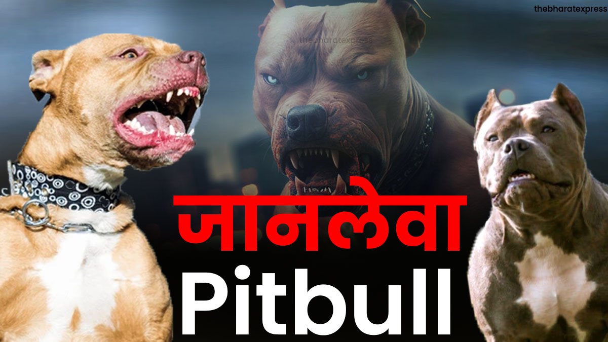 pitbull dog attack anger