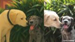 Create Ghibli Art Photo online pets