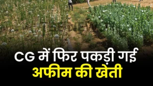 CG में फिर पकड़ी गई अफीम की खेती: इस इलाके में 50 डिसमिल में उग रही थी अफीम, 17 दिनों में पांचवां मामला, मौके पर पहुंचे अफसर…