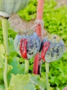 Cg afim ki kheti : छत्तीसगढ़ में एक और अफीम की खेती का भंडाफोड़